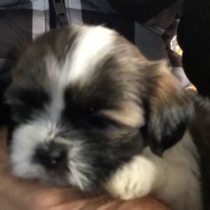 Meet your Posher, Ann